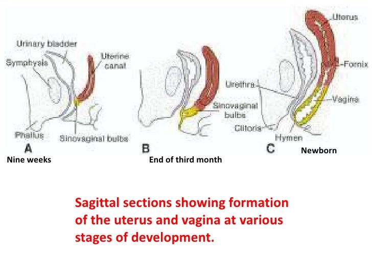 embryionic formation of the vagina Mature masturbating momma